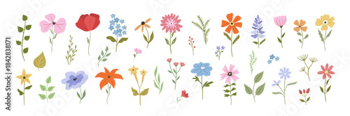 Cute flower doodle and cartoon wildflower. Spring or summer meadow flat vector set. Daisy and lily, poppy and bellflower for garden or wedding floral decoration. Colorful bouquet, foliage element