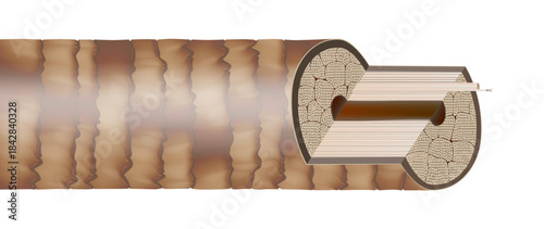 Detailed medical illustration of human hair structure showing a cross section and longitudinal view of the hair shaft. The diagram visualizes internal layers including cuticle, cortex, and medulla wit