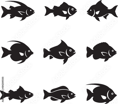 Colorful fish isolated on white background