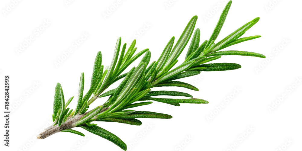 Fototapeta premium rosemary isolated on white