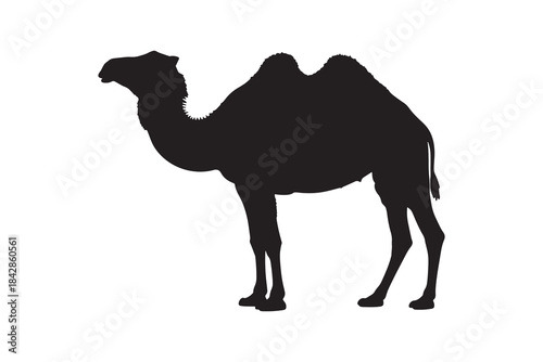 Majestic Two-Humped Camel Dromedary Silhouette