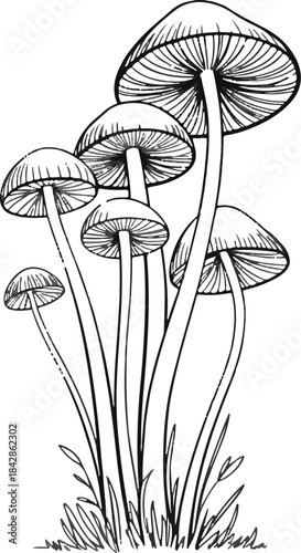 Mushroom Line Art Illustration. Hand drawn growing mushroom, mycelium in vintage engraving style. Sketch vector illustration .