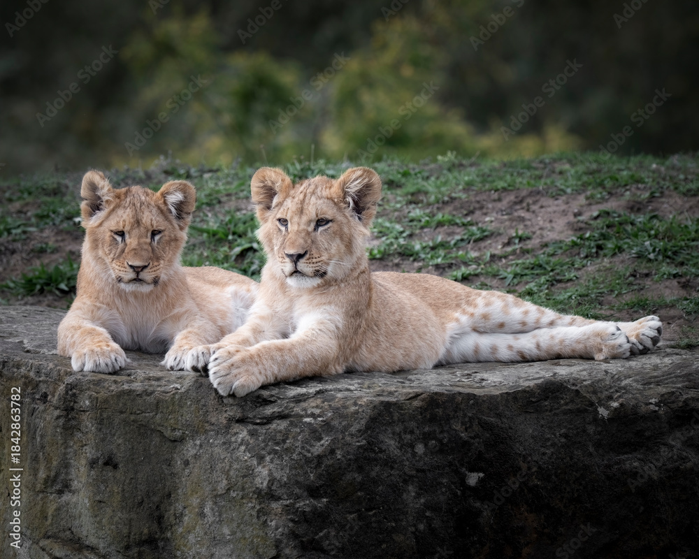 Obraz premium Two Young Lion Cubs Resting Together