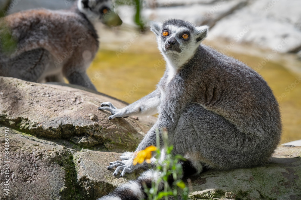 Fototapeta premium Ring-tailed Lemur