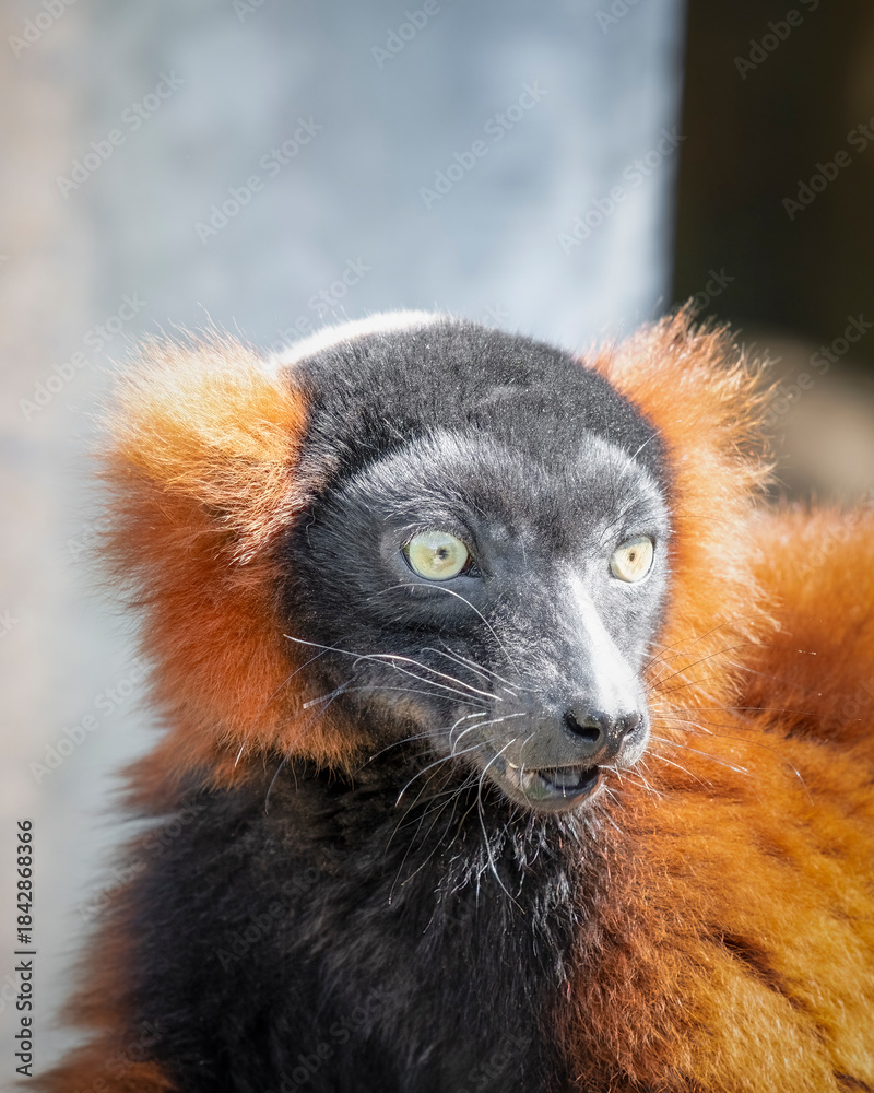 Fototapeta premium Red Ruffed Lemur