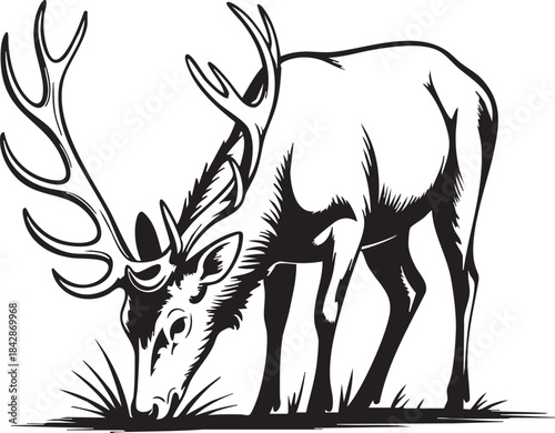 A detailed black and white illustration of a large stag with impressive antlers bending down to graze on grass.