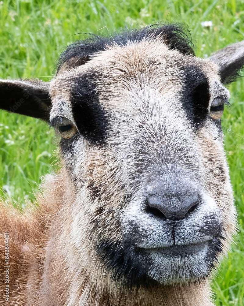Fototapeta premium Close-up of a goat with a unique face expression in a green field during daylight