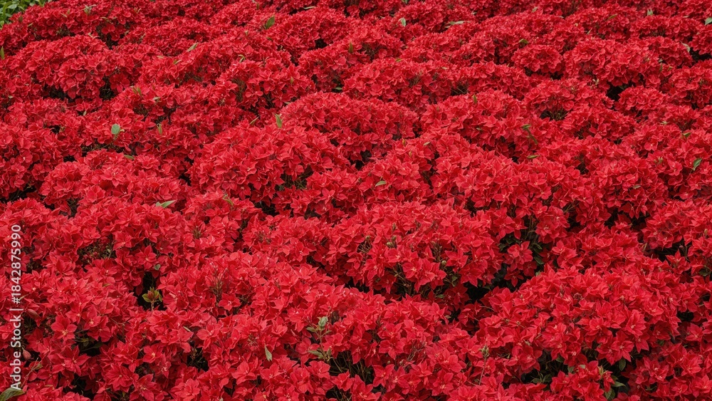 Obraz premium A dense field of bright red flowers, likely poinsettias or similar flowering plants.
