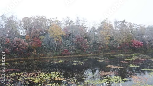 色とりどりの紅葉が残る蓮池のほとりで粉雪が次第に大粒になり風に吹かれて吹雪き始める様子。晩秋の季節が交わる風景