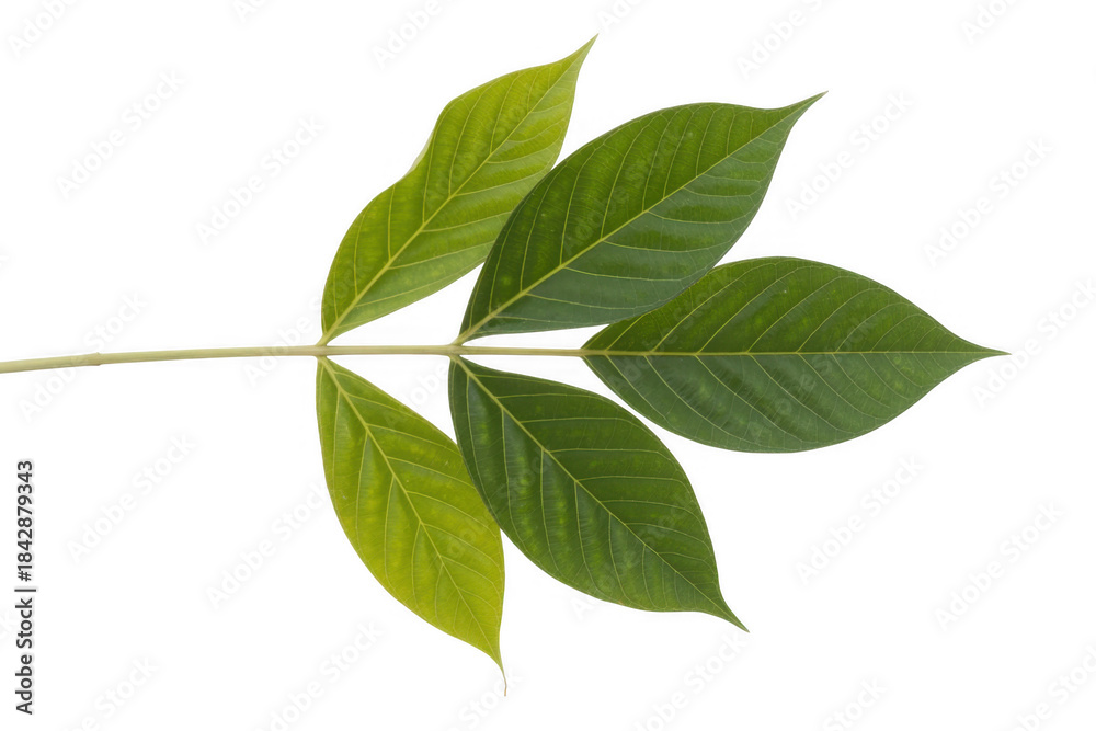 Naklejka premium Poison ivy stem with green leaves isolated on a transparent background