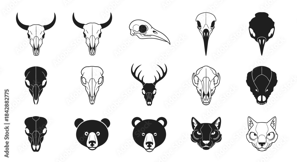 Obraz premium Animal Skull Collection - Diverse Wildlife Skulls.