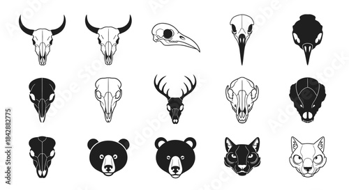 Animal Skull Collection - Diverse Wildlife Skulls.