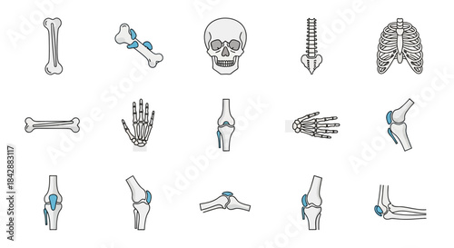 Human Bone Anatomy - A Detailed Skeletal System Illustration.