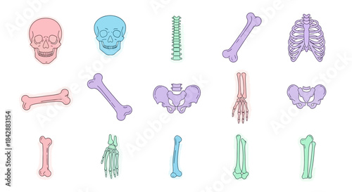 Human Bone Anatomy - Skull, Spine, Rib Cage and Pelvis.