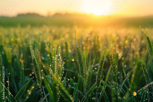 Green wheat field with dew drops at sunrise with golden sun and bokeh lights golden hour