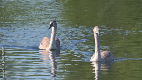 Two Mute Swans (Cygnus olor) this year's cygnets, fully grown but still with immature grey plumage, swimming towards the camera. September, Kent, UK (Half speed)