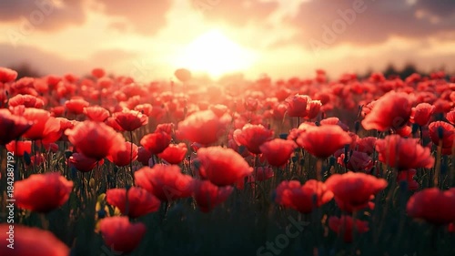 Fields of Scarlet Dreams: An expansive field of vibrant red poppies dances in the warm embrace of the setting sun, evoking feelings of peace and wonder.