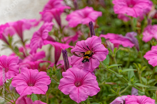 Hummingbird moth collecting nectar