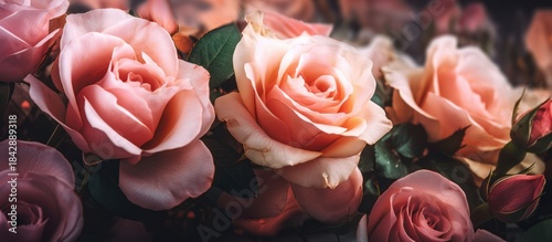 Moody Romance: Delicate Peach Roses Close-Up.