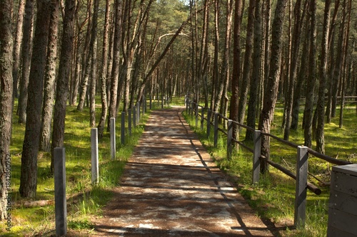 The Dancing Forest is a pine forest in the Kaliningrad region of the Curonian Spit National Park. Russia