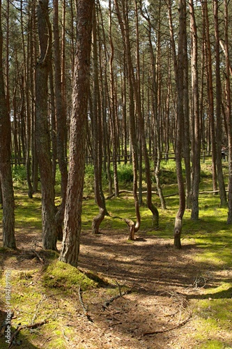 The Dancing Forest is a pine forest in the Kaliningrad region of the Curonian Spit National Park. Russia