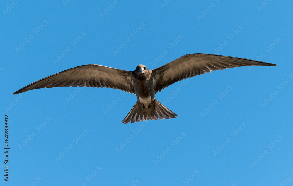 Obraz premium Sterne fuligineuse