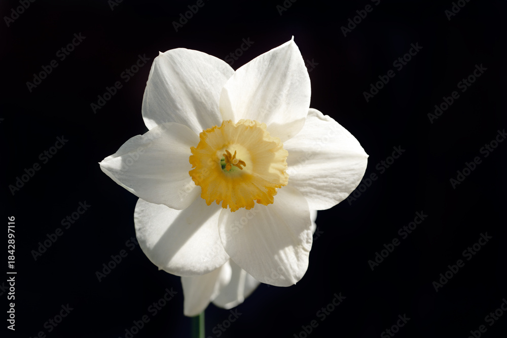 Naklejka premium A single white flower with a yellow center