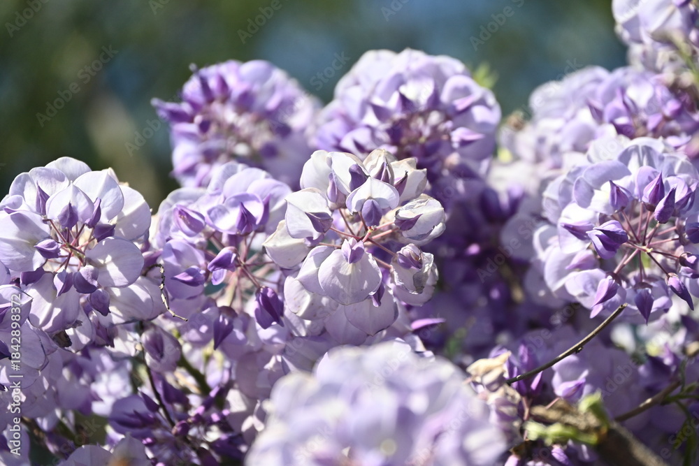 Obraz premium lilac flowers on blue sky background