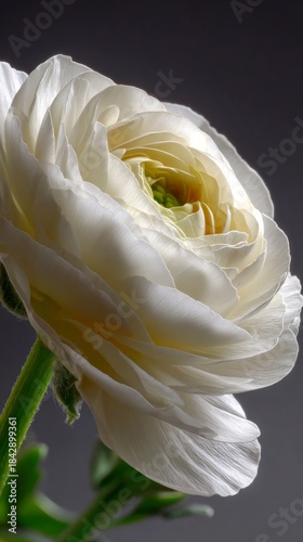 Delicate white ranunculus flower close up in soft light showing layers and detail of petals on a dark background