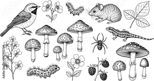 Hand drawn black and white forest life illustration featuring animals, mushrooms, leaves, flowers, berries, and natural ecosystem elements 