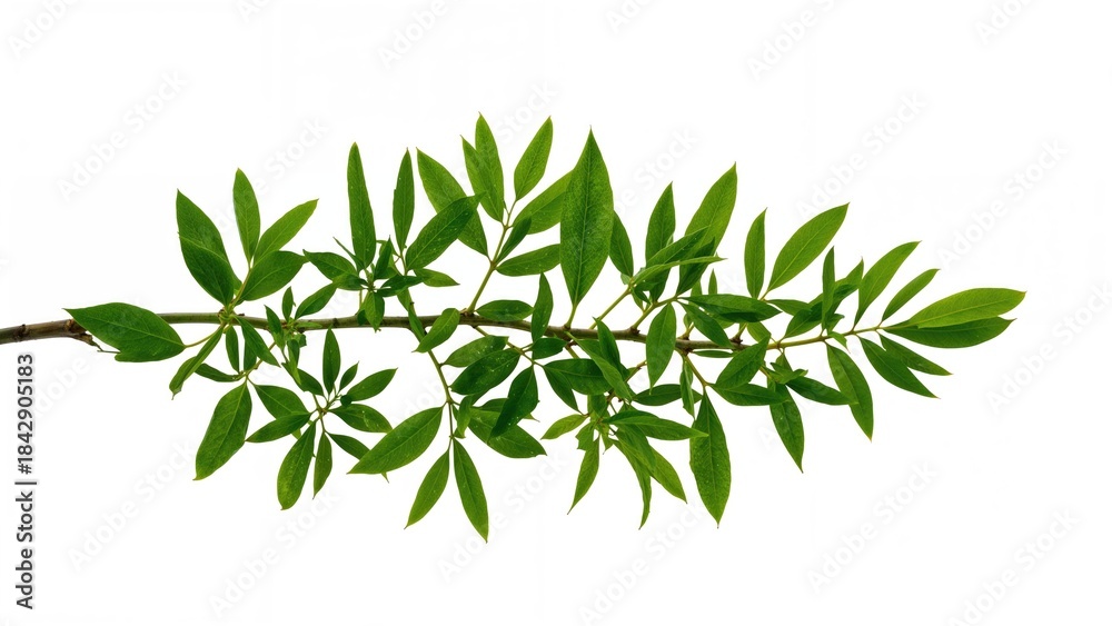 Fototapeta premium A plant branch with green leaves laid out flat on a white background.