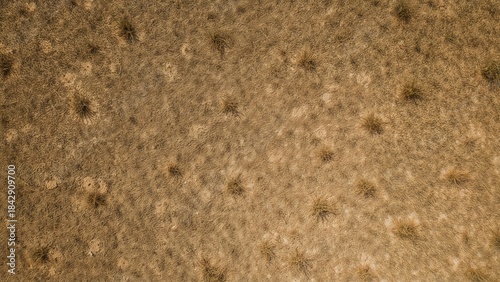 Dry grassland or savannah, with sparse patches of grass and dry soil. Arid landscape and natural environment. The scene of a dry and dusty terrain.
