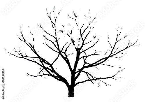 high-contrast black silhouette of a skeletal, gnarled deciduous tree branch with fine twigs, isolated against a transparent background with vast copy space. Graphic winter austerity concept