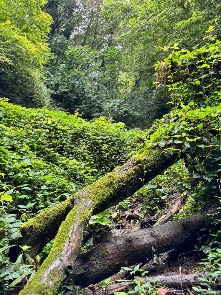 Obraz premium Moss Covered Log Crossing Over Forest Stream Bed