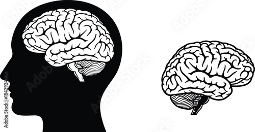 Human Head Silhouette with Brain Illustration Inside and Outside for Medical Education, Anatomy, and Neuroscience Design Projects