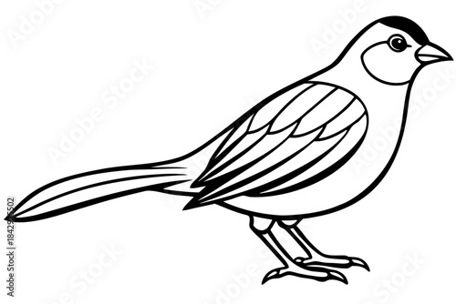 Aurelia bird line art white background 
