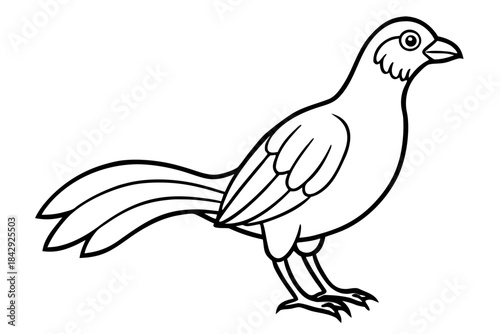 Aurelia bird line art white background 