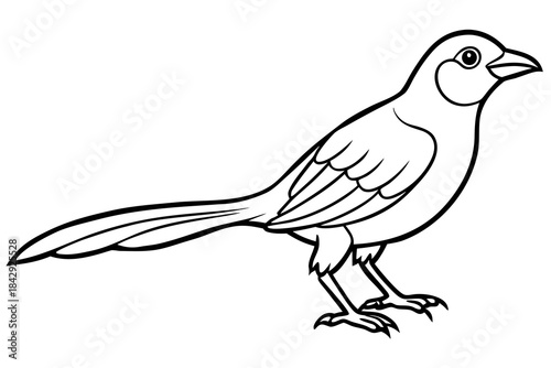 Aurelia bird line art white background 