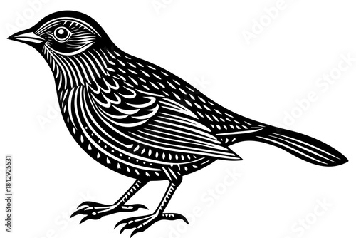 Aurelia bird linocut art white background 