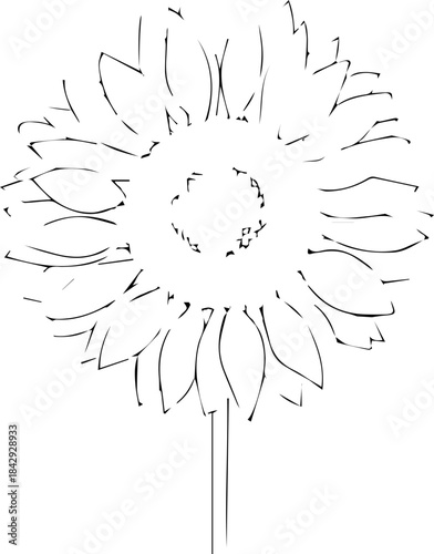 Elegant sunflower outline drawing, perfect for botanical illustrations, logo designs, and springtime promotions, originally created as a scalable vector graphic