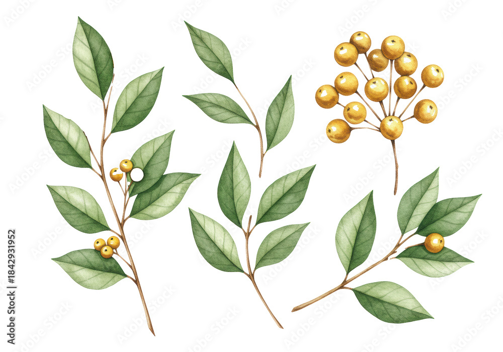 Obraz premium Multiple delicate botanical watercolor sprigs with lush green leaves and vibrant golden berries, each isolated on a transparent background with copy space, serene festive beauty