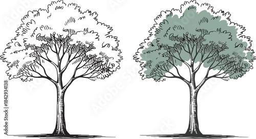 Hand drawn doodle tree in two versions isolated on transparent background vector illustration