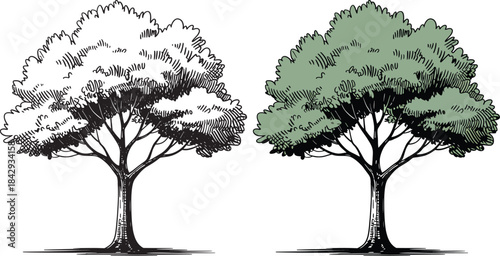 Hand drawn two versions of single tree isolated on transparent background vector illustration
