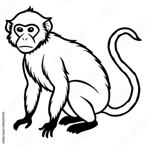 Crab-Eating Macaque Vector Art