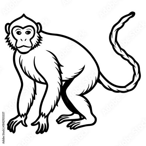 Crab-Eating Macaque Vector Art
