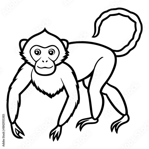 Crab-Eating Macaque Vector Art