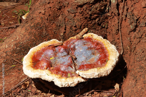 Giant Bracket Mushrooms growing on the side of a tree 