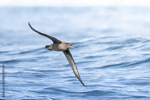 shearwater