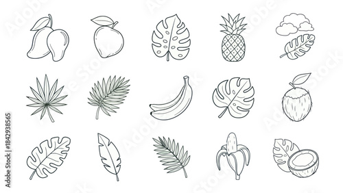 Vector illustrations of tropical fruits and leaves isolated on white background