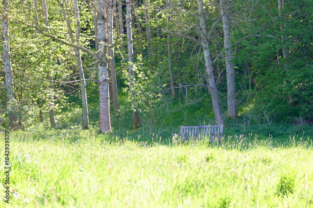 Obraz premium A weathered wooden bench sits quietly in a lush green meadow surrounded by tall grass and blooming trees. Peaceful countryside setting ideal for relaxation, solitude, and nature appreciation.